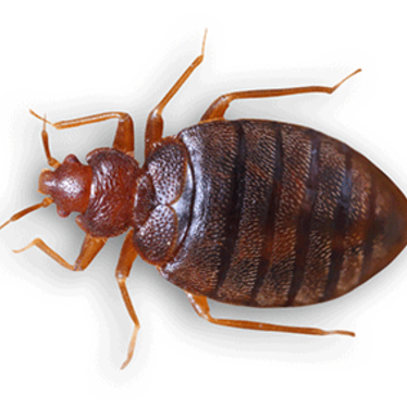 Bed-Bug-1.png