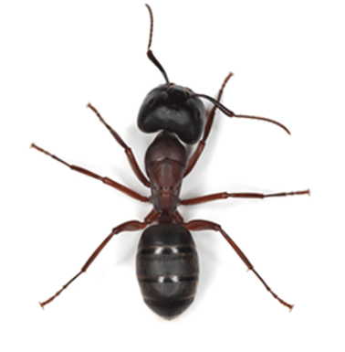 Carpenter-Ant.png