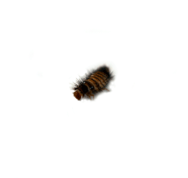 Carpet Beetle