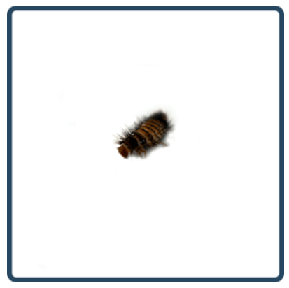 Carpet-Beetle.png