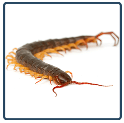 Centipede.png