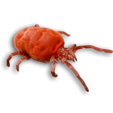Clover-Mite-1.png