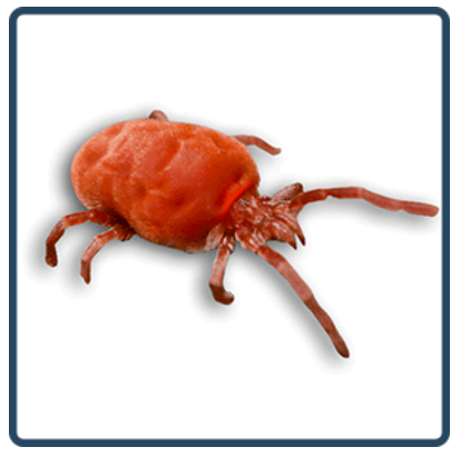 Clover-Mite.png