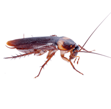 Cockroach exterminator westminster maryland