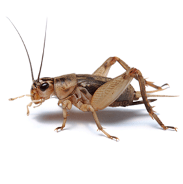 Cricket exterminator westminster maryland
