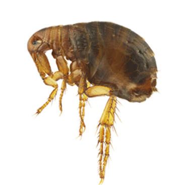 Flea exterminator westminster maryland