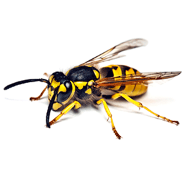 Hornet exterminator westminster maryland