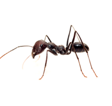 Nuisance Ant