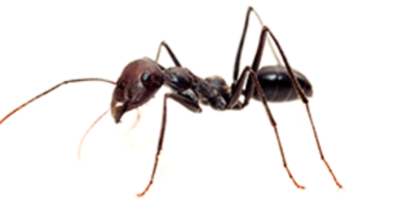 Nuisance Ant