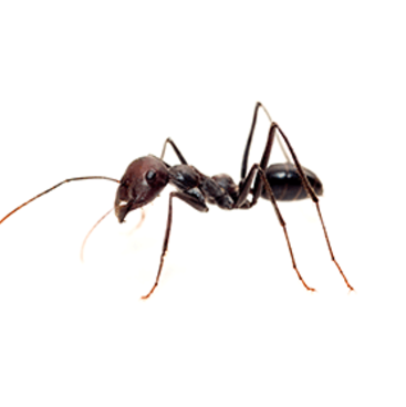 Nuisance Ant exterminator westminster maryland
