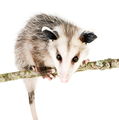 Opossum.png