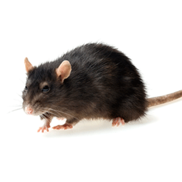 Rat-Mice.png