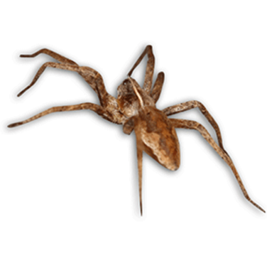 Spider exterminator westminster maryland