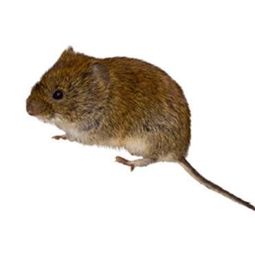 Vole.png