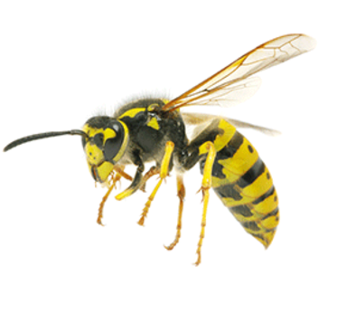 Wasp exterminator westminster maryland